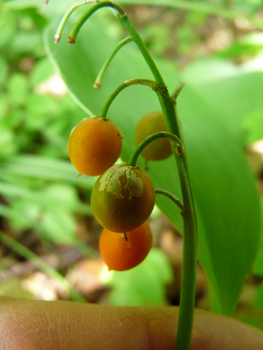 Fruits en forme de baies passant progressivement du vert au rouge en passant par l'orange. Agrandir dans une nouvelle fenêtre (ou onglet)